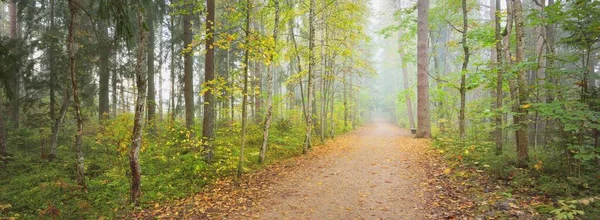 Ścieżka Przez Las Tajemniczej Porannej Mgle Naturalny Tunel Kolorowych Drzew — Zdjęcie stockowe