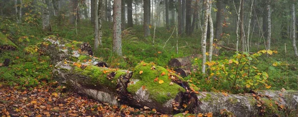 Atmosfäriskt Landskap Skogskullar Dimma Vid Soluppgången Gyllene Ljus Solstrålar Gröna — Stockfoto