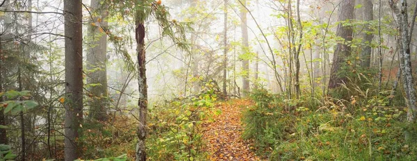 日出时分 森林的大气景观在雾气中显得十分陡峭 金色的光 多彩的叶子 拉脱维亚Sigulda 生态旅游 — 图库照片