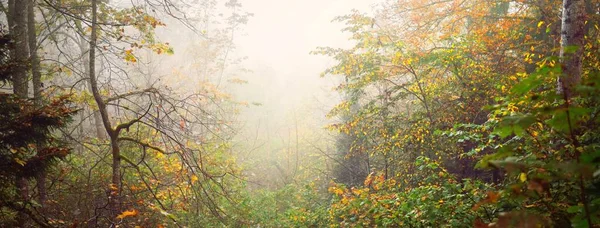 Atmospheric Landscape Majestic Forest Fog Sunrise Golden Light Sunbeams Mighty — Stock Photo, Image