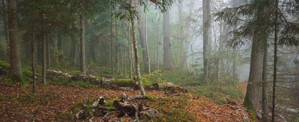 Sfeervol Landschap Van Het Bos Heuvels Een Mist Bij Zonsopgang — Stockfoto