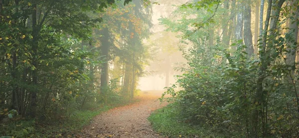 在一片神秘的晨雾中 穿过森林的小径 天然的隧道 五彩斑斓的树木 柔和的光线 Idyllic秋季场景 纯自然 大气景观 拉脱维亚Sigulda — 图库照片