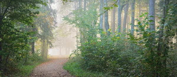 Vägen Genom Skogen Mystisk Morgondimma Naturlig Tunnel Färgglada Träd Mjukt — Stockfoto