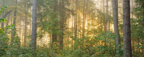 Atmosférická Krajina Majestátního Lesa Mlze Při Východu Slunce Zlaté Světlo — Stock fotografie