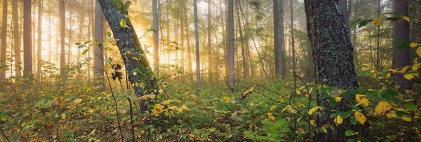 Güneş doğarken sisli, görkemli ormanın atmosferik manzarası. Altın ışık, güneş ışınları. Güçlü ağaçlar, renkli yapraklar, yosun, eğrelti otu, bitkiler. Sigulda, Letonya. Ekoloji, mevsimler, sonbahar, eko turizm