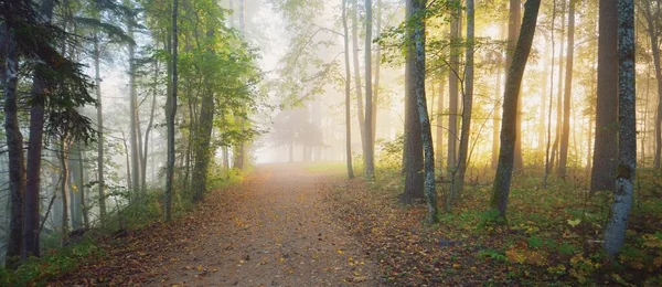 Esrarengiz bir sabah sisinin içinde sonsuz yeşil ormanın içinden geçen yol renkli ağaçların doğal tüneli, yumuşak ışık. Idyllic sonbahar sahnesi. Doğa, ekoloji, mevsimler. Atmosferik manzara. Letonya