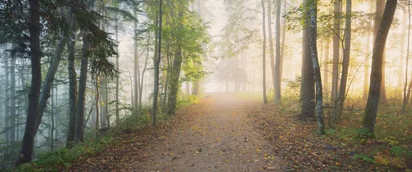 神秘的な朝の霧の中で常緑樹林を通過し カラフルな木々の自然のトンネル 柔らかい光 牧歌的な秋のシーン 大気の風景 ラトビア — ストック写真