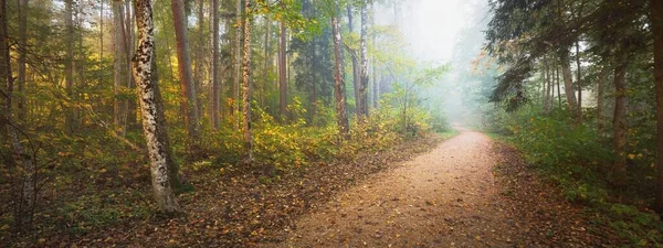 Pathway Evergreen Forest Mysterious Morning Fog Natural Tunnel Colorful Trees — Stock Photo, Image
