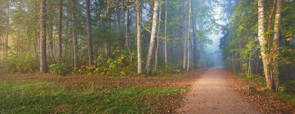 在一片神秘的晨雾中 穿过森林的小径 天然的隧道 五彩斑斓的树木 柔和的光线 Idyllic秋季场景 纯自然 大气景观 拉脱维亚Sigulda — 图库照片