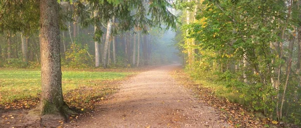 Ścieżka Przez Las Tajemniczej Porannej Mgle Naturalny Tunel Kolorowych Drzew — Zdjęcie stockowe