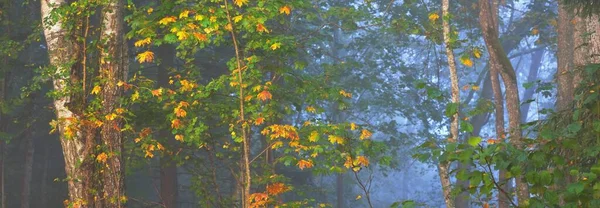 Атмосферный Пейзаж Величественного Леса Тумане Восходе Солнца Золотой Свет Солнечные — стоковое фото