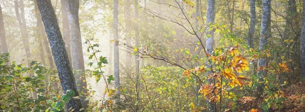 Fenséges Erdő Atmoszférikus Tájképe Egy Ködben Napkeltekor Arany Fény Napsugarak — Stock Fotó