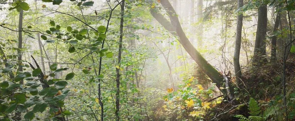Атмосферный Пейзаж Величественного Леса Тумане Восходе Солнца Золотой Свет Солнечные — стоковое фото