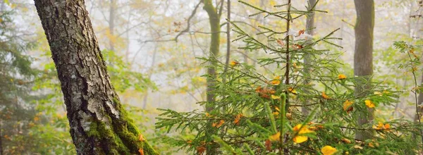 Ατμοσφαιρικό Τοπίο Του Μαγευτικού Δάσους Ομίχλη Ξημέρωμα Χρυσό Φως Ηλιαχτίδες — Φωτογραφία Αρχείου