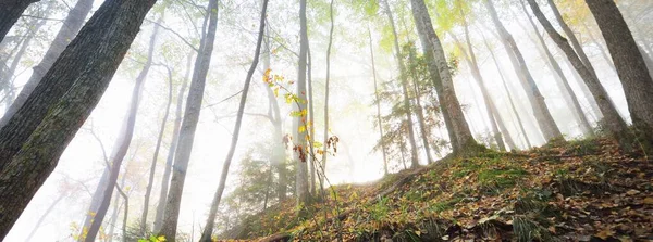 Атмосферний Ландшафт Лісових Пагорбів Тумані Світанку Золоте Світло Сонячні Промені — стокове фото