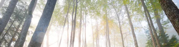 Atmosferyczny Krajobraz Majestatycznego Lasu Mgle Wschodzie Słońca Złote Światło Promienie — Zdjęcie stockowe