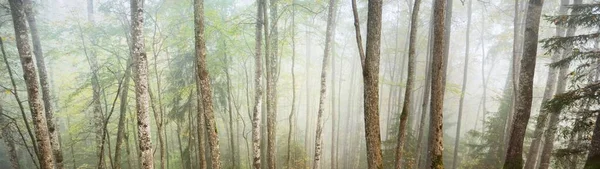 Atmosfäriskt Landskap Den Majestätiska Skogen Dimma Vid Soluppgången Gyllene Ljus — Stockfoto
