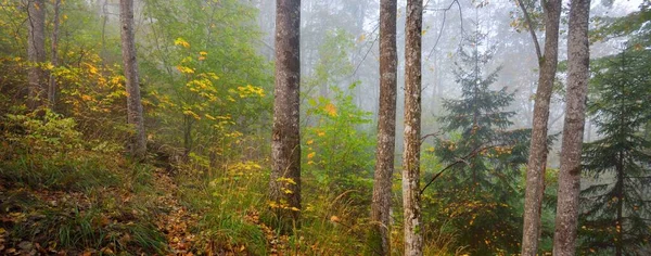 Paisagem Atmosférica Majestosa Floresta Num Nevoeiro Nascer Sol Luz Dourada — Fotografia de Stock