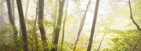 Atmospheric Landscape Majestic Forest Fog Sunrise Golden Light Sunbeams Mighty — Foto de Stock