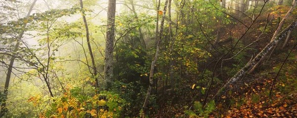 Atmospheric Landscape Majestic Forest Fog Sunrise Golden Light Sunbeams Mighty — Fotografia de Stock