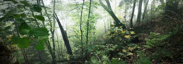 在日出时分的雾气中 雄伟的森林的大气景观 金色的光 高大的树木 五彩斑斓的树叶 拉脱维亚Sigulda 生态旅游 — 图库照片