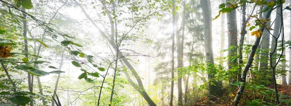 Atmospheric Landscape Majestic Forest Fog Sunrise Golden Light Sunbeams Mighty — стокове фото