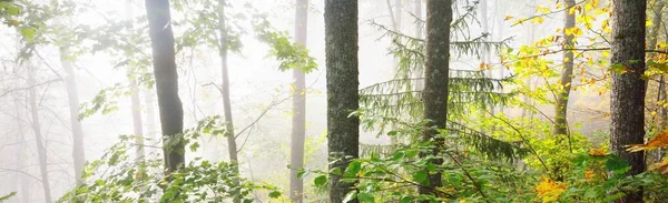 Atmospheric Landscape Majestic Forest Fog Sunrise Golden Light Sunbeams Mighty — стокове фото