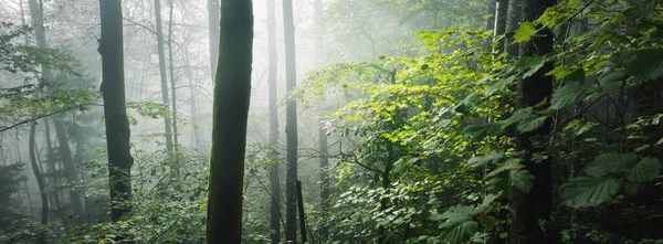 Güneş Doğarken Sisli Görkemli Ormanın Atmosferik Manzarası Altın Işık Güneş — Stok fotoğraf