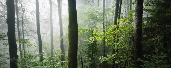 Güneş Doğarken Sisli Görkemli Ormanın Atmosferik Manzarası Altın Işık Güneş — Stok fotoğraf