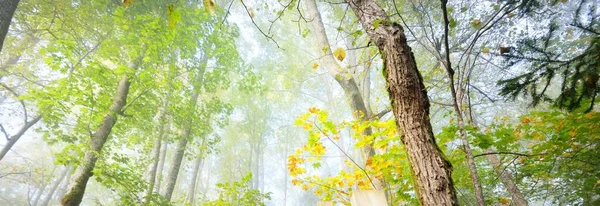 日の出の霧の中で雄大な森の大気中の風景 黄金の光と陽射し 強大な木 カラフルな葉 ラトビアのシグルダ 生態系 エコツーリズム — ストック写真