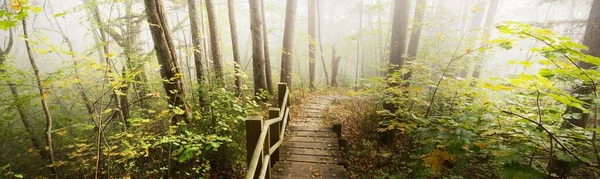 在日出的大雾中俯瞰着森林的木制楼梯 柔和的晨光古树 五彩斑斓的绿色和金色的叶子 Idyllic秋季场景 拉脱维亚Sigulda Gauja国家公园 — 图库照片