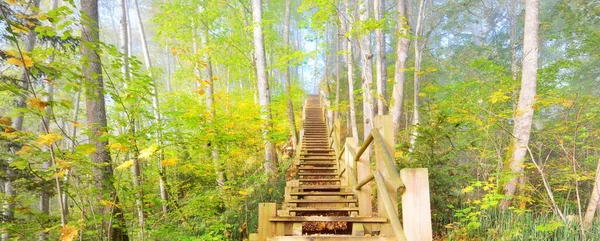 Nízký Úhel Pohledu Dřevěné Lesní Schodiště Mlze Vycházejícího Slunce Měkké — Stock fotografie