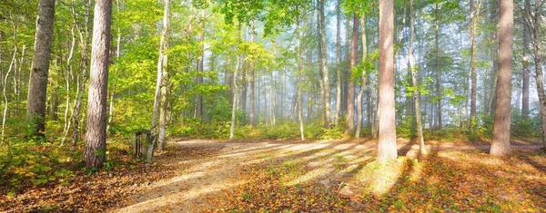 日の出の黄金の森の中の残りの部分のパノラマビュー 柔らかい朝の光 カラフルな葉を閉じる 牧歌的な秋のシーン ゴーヤ国立公園 シグルダ ラトビア エコツーリズム レクリエーション — ストック写真