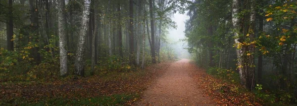 Pathway Forest Mysterious Morning Fog Natural Tunnel Colorful Trees Blue — Stock Photo, Image