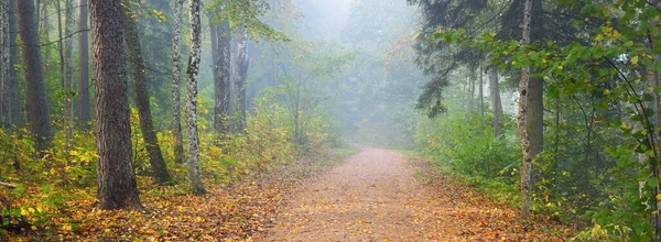 神秘的な朝の霧の中で森の中を通り抜けて カラフルな木々の自然のトンネル 柔らかい光 牧歌的な秋のシーン 純粋な自然 生態学 大気の風景 ラトビアのシグルダ — ストック写真