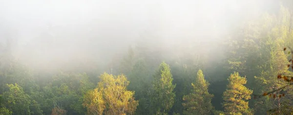 Gauja Dalen Fargerik Gullskog Skyene Tykk Mystisk Morgentåke Ved Soloppgang – stockfoto