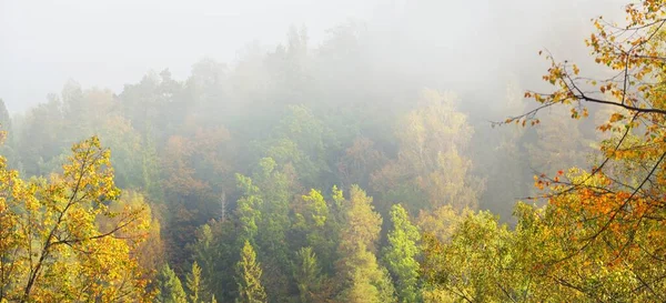 Dolina Rzeki Gauja Kolorowy Złoty Las Chmurach Gęstej Mgły Porannej — Zdjęcie stockowe