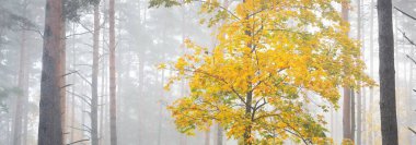 Güneş doğarken sisli, yemyeşil ormanın atmosferik manzarası. Güçlü ağaçlar, taze yeşil ve altın yapraklar. Ekoloji, mevsimler, sonbahar, eko-turizm, çevre koruma. Avrupa