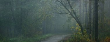 Kırsal yol (patika) gün doğumunda sisli bir havada ebediyen yeşil ormanın içinden geçer. Güçlü ağaçlar, yeşil ve altın bitkiler. Ekoloji, mevsimler, sonbahar, eko turizm, çevre koruma