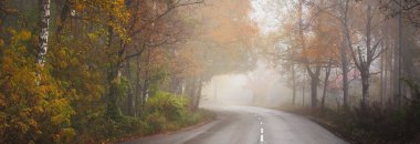 Kırsal yol (patika) gün doğumunda sisli bir havada ebediyen yeşil ormanın içinden geçer. Güçlü ağaçlar, yeşil ve altın bitkiler. Ekoloji, mevsimler, sonbahar, eko turizm, çevre koruma