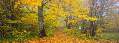 Renkli yeşil, sarı, turuncu, altın yapraklı kudretli ağaçlar. Yumuşak ışık. Doğal dokular, grafik kaynaklar. Orman parkının atmosferik manzarası. Sonbahar, mevsimler, çevre