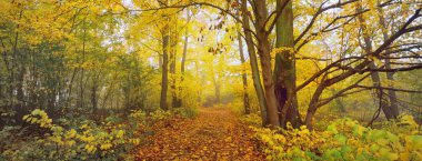 Ormandaki patika (kırsal yol, sokak). Renkli yeşil, sarı, turuncu, altın yapraklı yaprak döken ağaçlar. Dalların arasından güneş ışınları. Doğal tünel. Sonbahar, mevsimler, çevre