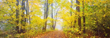 Ormandaki patika (kırsal yol, sokak). Renkli yeşil, sarı, turuncu, altın yapraklı yaprak döken ağaçlar. Dalların arasından güneş ışınları. Doğal tünel. Sonbahar, mevsimler, çevre