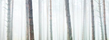 Güneş doğarken sisli, yemyeşil ormanın atmosferik manzarası. Güçlü çam ağaçları. Ekoloji, mevsimler, sonbahar, eko-turizm, çevre koruma. Avrupa