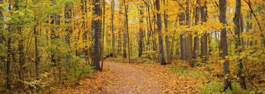 Kırsal yol (patika) gün doğumunda sisli bir havada ebediyen yeşil ormanın içinden geçer. Güçlü ağaçlar, yeşil ve altın bitkiler. Ekoloji, mevsimler, sonbahar, eko turizm, çevre koruma