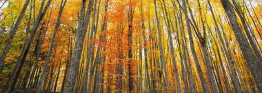 Altın kayın ağacı ormanının pitoresk manzarası. Güçlü ağaç gövdeleri, renkli sarı, kırmızı, turuncu yapraklar. Idyllic sonbahar manzarası. Mevsimler, sonbahar mevsimi, ekoloji, saf doğa, eko-turizm