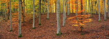 Altın kayın ağacı ormanının pitoresk manzarası. Güçlü ağaç gövdeleri, renkli sarı, kırmızı, turuncu yapraklar. Idyllic sonbahar manzarası. Mevsimler, sonbahar mevsimi, ekoloji, saf doğa, eko-turizm