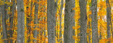 Altın kayın ağacı ormanının pitoresk manzarası. Güçlü ağaç gövdeleri, renkli sarı, kırmızı, turuncu yapraklar. Idyllic sonbahar manzarası. Mevsimler, sonbahar mevsimi, ekoloji, saf doğa, eko-turizm