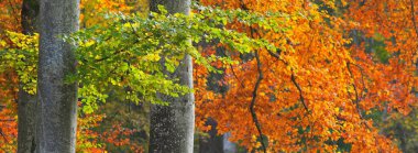 Altın kayın ağacı ormanının pitoresk manzarası. Güçlü ağaç gövdeleri, renkli sarı, kırmızı, turuncu yapraklar. Idyllic sonbahar manzarası. Mevsimler, sonbahar mevsimi, ekoloji, saf doğa, eko-turizm