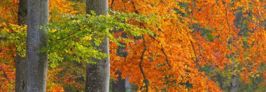 Altın kayın ağacı ormanının pitoresk manzarası. Güçlü ağaç gövdeleri, renkli sarı, kırmızı, turuncu yapraklar. Idyllic sonbahar manzarası. Mevsimler, sonbahar mevsimi, ekoloji, saf doğa, eko-turizm